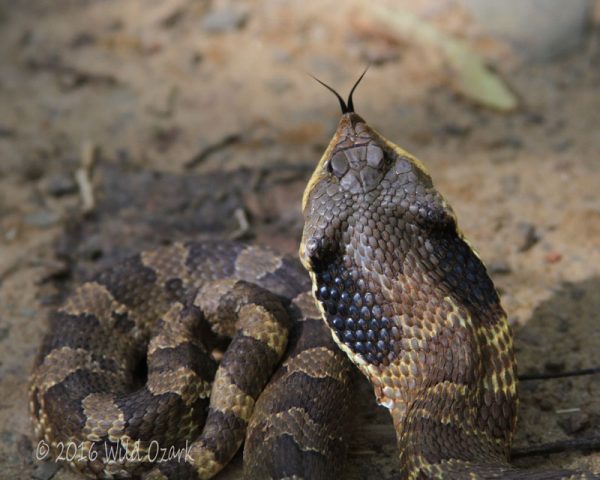 Imposter by Nature - Hognose Snake at Wild Ozark