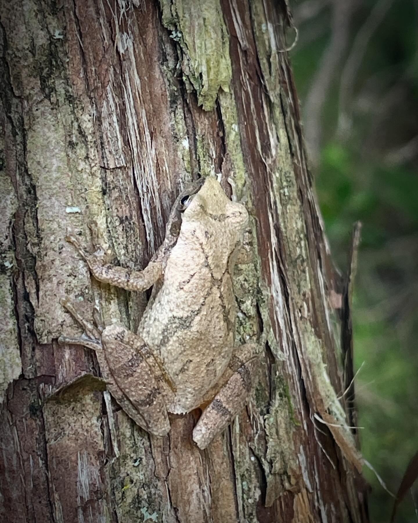 spring peepers are on my list of critters often heard but seldom seen.