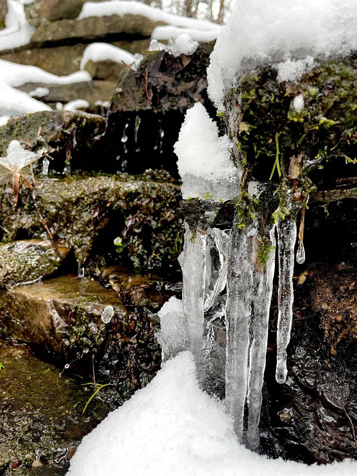 dripping water on a snow day at Wild Ozark